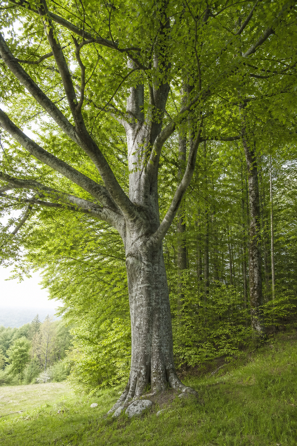 Mature maple tree with pale bark and green canopy