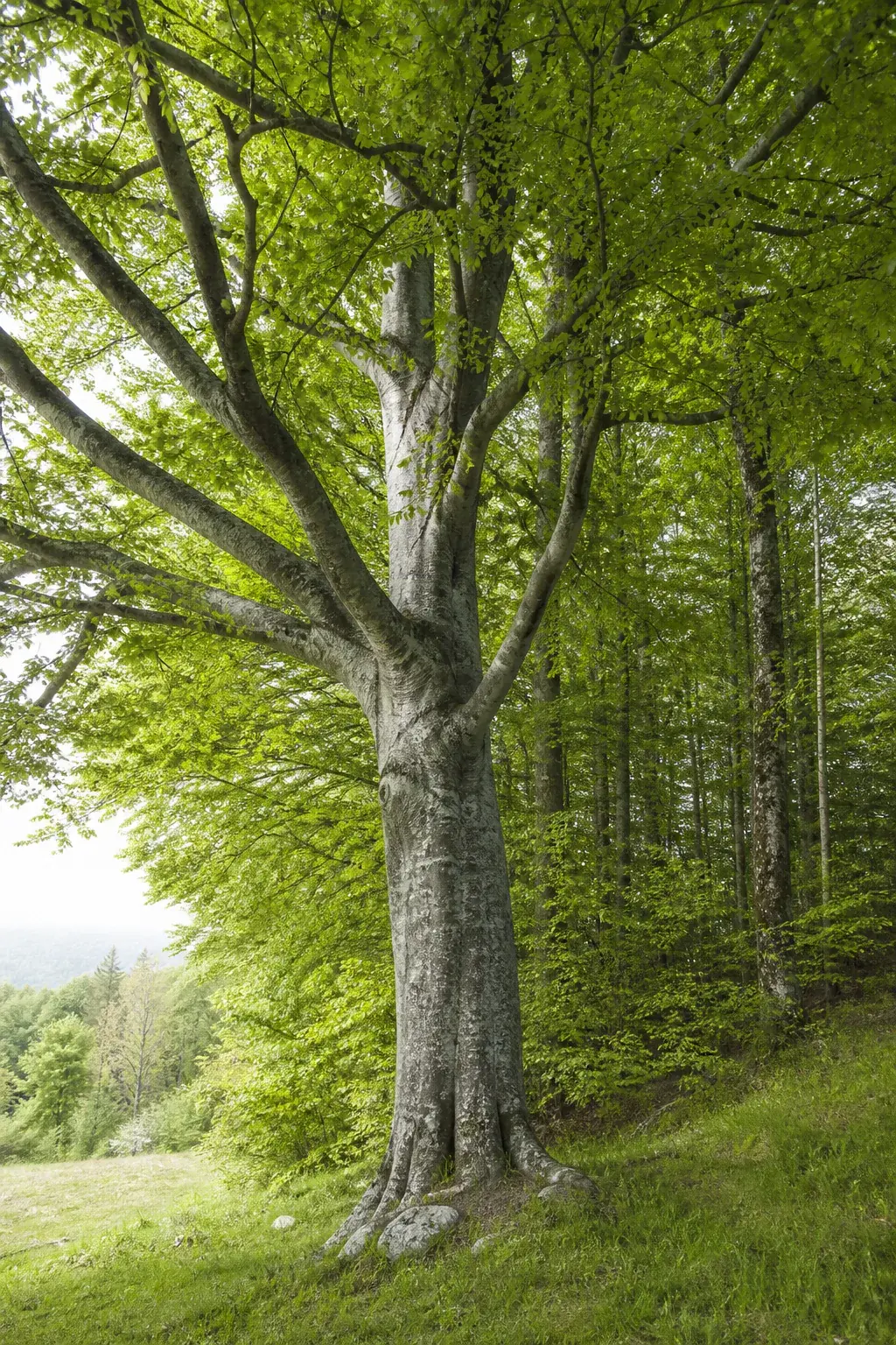 Mature maple tree with pale bark and green canopy