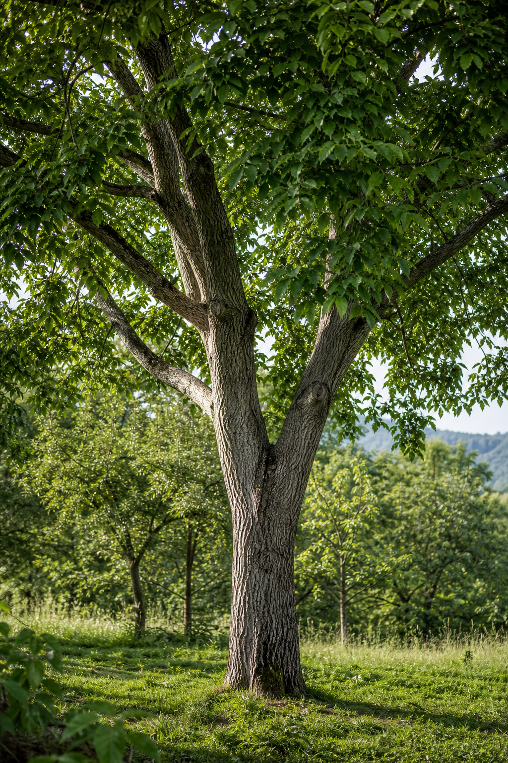 Mature walnut tree with broad green leaves