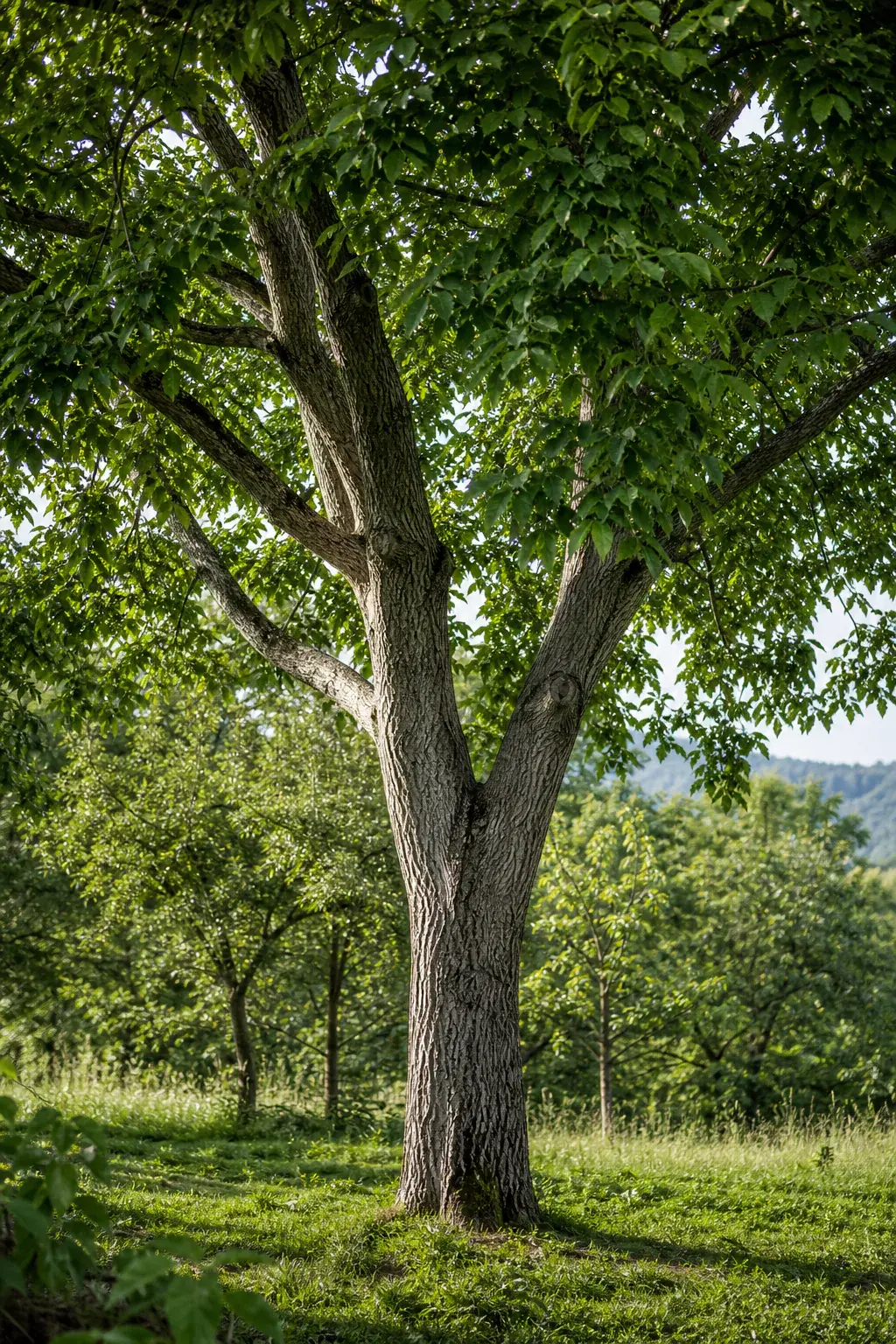 Mature walnut tree with broad green leaves